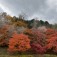 【安田荘】小原の四季桜と曽木公園の紅葉